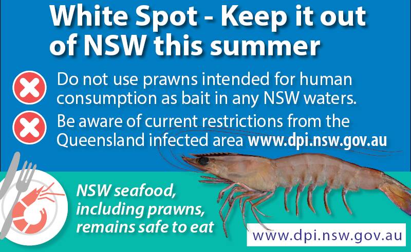 ON THE SPOT: Authorities urged summer anglers against the spread of white spot disease, but readers are concerned imported prawns remain on sale.