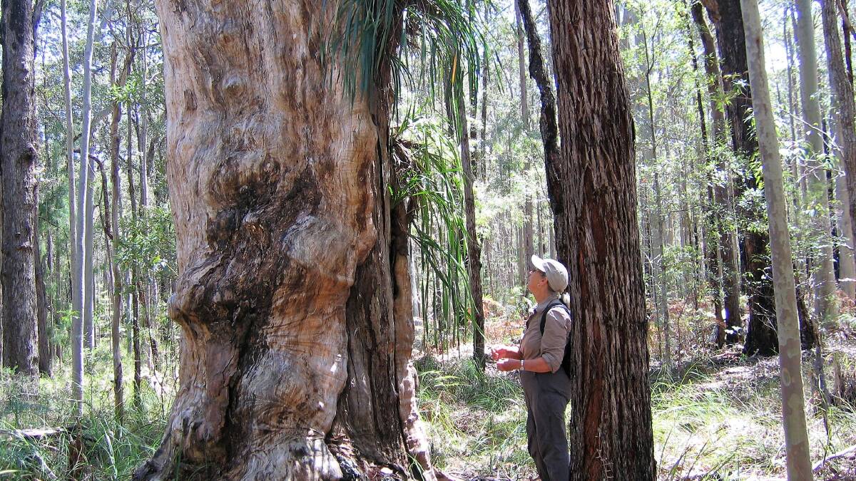 WOW FACTOR: Karen Cockerill examines an impressively large specimen of cymbidium suave during the group's latest bushwalk. Unfortunately there were no flowers to be seen.