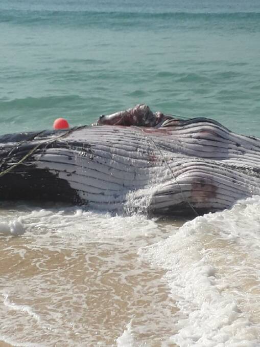 The rope with red buoy attached which caused the death of a young whale. The humpback washed up on the Far South Coast on Monday, September 17. Pictures: NPWS Field Officer Janaya Chalker.