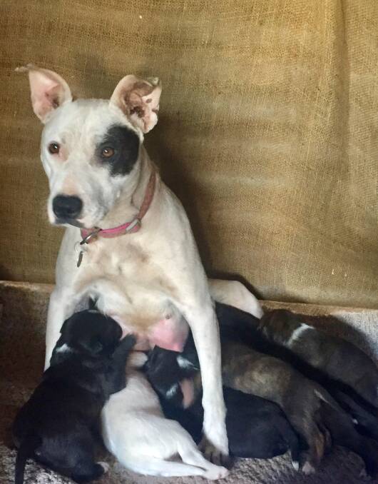 MOTHERLY PATCH: Suzie looks tough, but is proving a gentle mum and family member. Her seven pups will need homes soon enough.  Call Animal Welfare League FSC Branch on 0400 372 609.