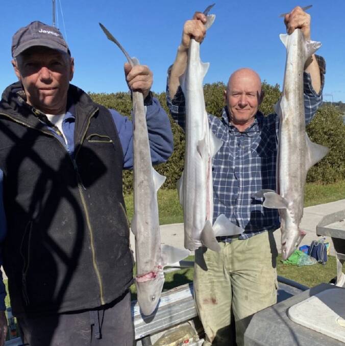 FISH AND CHIPS COMING UP: Clive Perry and Peter Duivenvoorden's trip to Mystery Bay proved rewarding with a catch of gummy sharks.