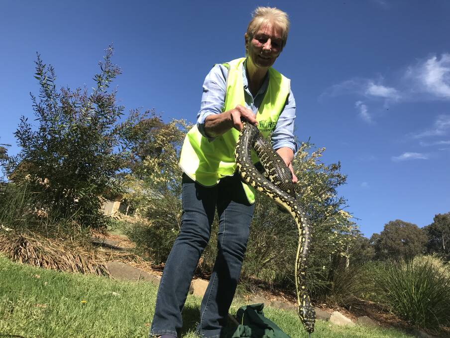 WIRES trains volunteers in snake handling and relocation.