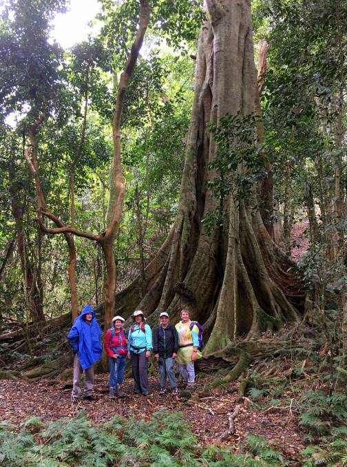 KNOW YOUR PLACE: John Seymour, Lesley Strange, Ros Marion, Karen Cockerill and Liz Graham are dwarfed by the majesty and size of a strangler fig tree.