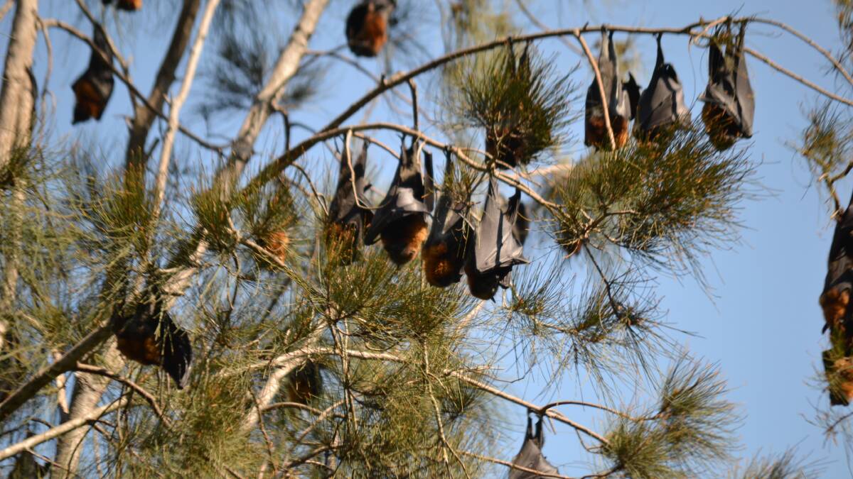 Flying foxes are all out of time