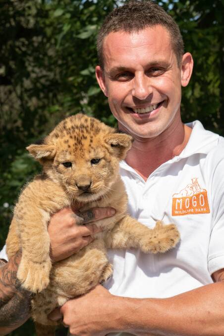 Chad Staples with the Mogo Wildlife Park's newest lion, Phoenix. The park will reopen on March 1.