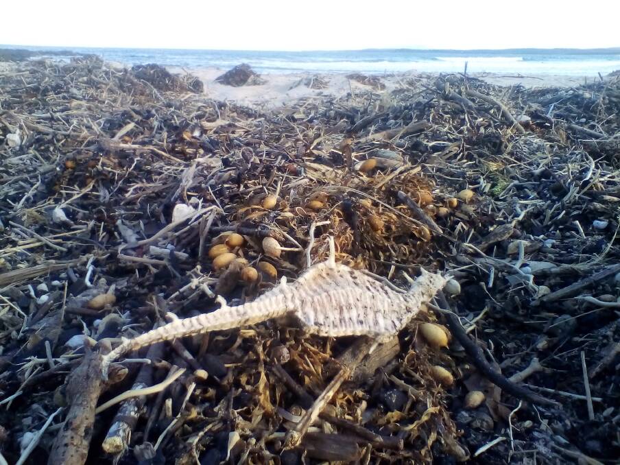 LOST TO BIG SEAS: A female seadragon washed ashore on Bengello Beach. Just like for birds, two and four-legged creatures, it has been a tough year for marine life 