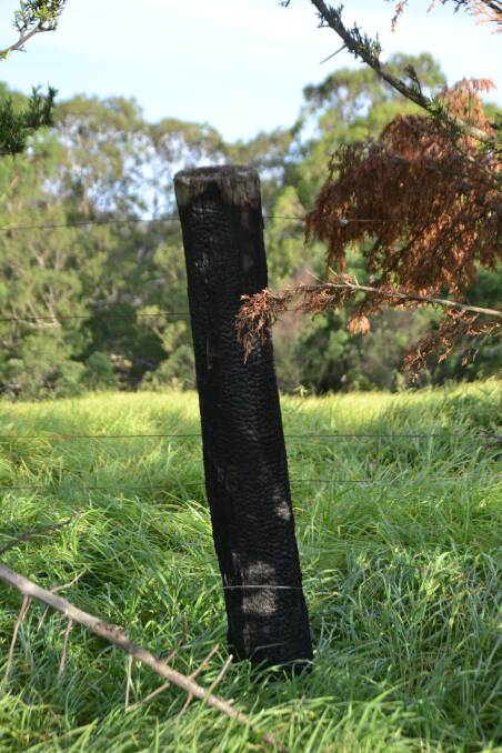 Fence posts and farm buildings were destroyed in the fire, but the family put out grass fires and saved pasture, which has recovered strongly after rain.