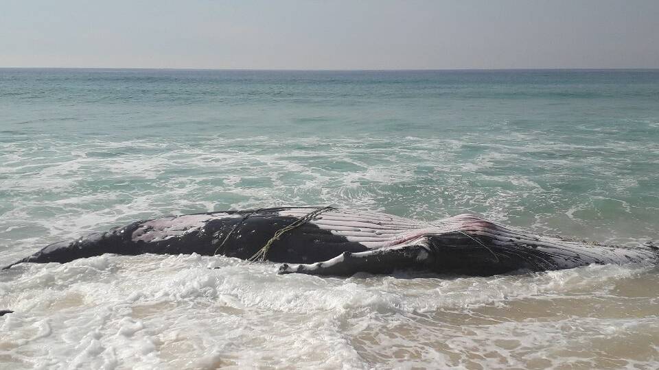UPDATE: Entangled juvenile whale dies on Far South Coast | PHOTOS