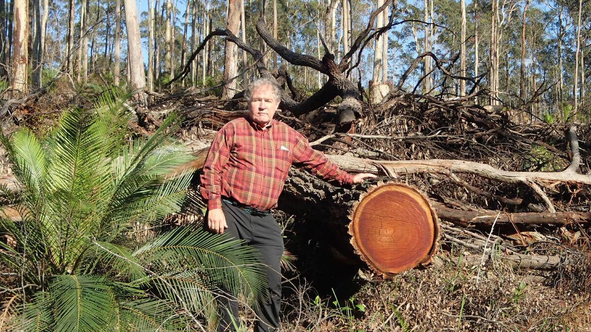 CLEAN-UP: Alec Marr stands in logging slash in Benandarah forest. Friends of Durras has called for a clean-up.