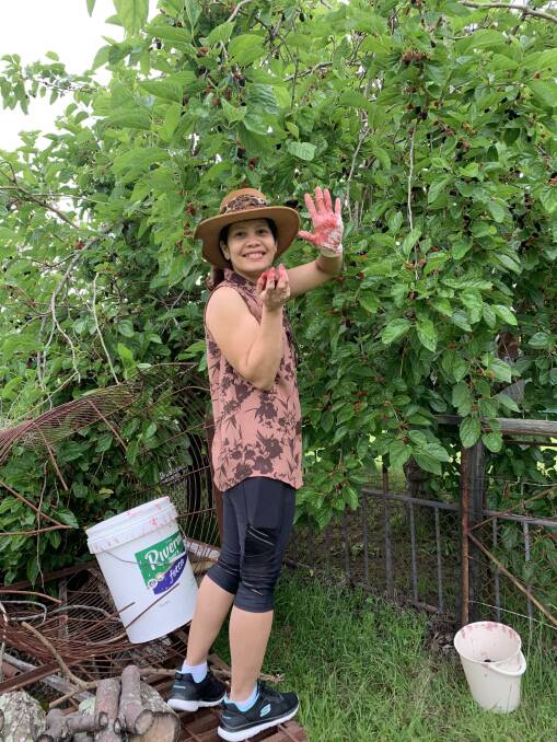 Fashionista: No, it's not a Halloween photo, beautiful Michelle Kennedy was glad she had taken gloves with her to pick Mulberries at Moruya! Mulberry pies, mulberry wine, jams, tarts or straight off the tree, isn't that right Michelle.?