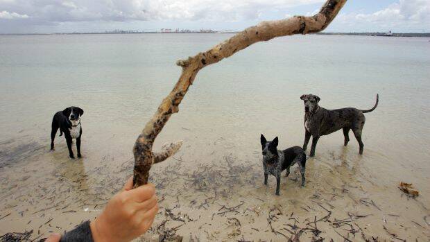UNLEASH YOUR VIEWS: Have your say on a trial of dog exercise zones in Long Beach.