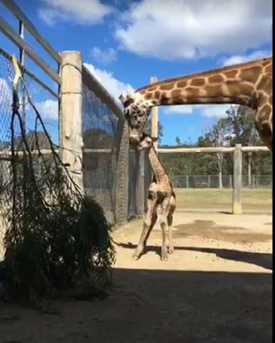 TOUCHDOWN: Sharni and new baby, born on Thursday morning, September 14, at Mogo Zoo. Gender and name are not yet determined.