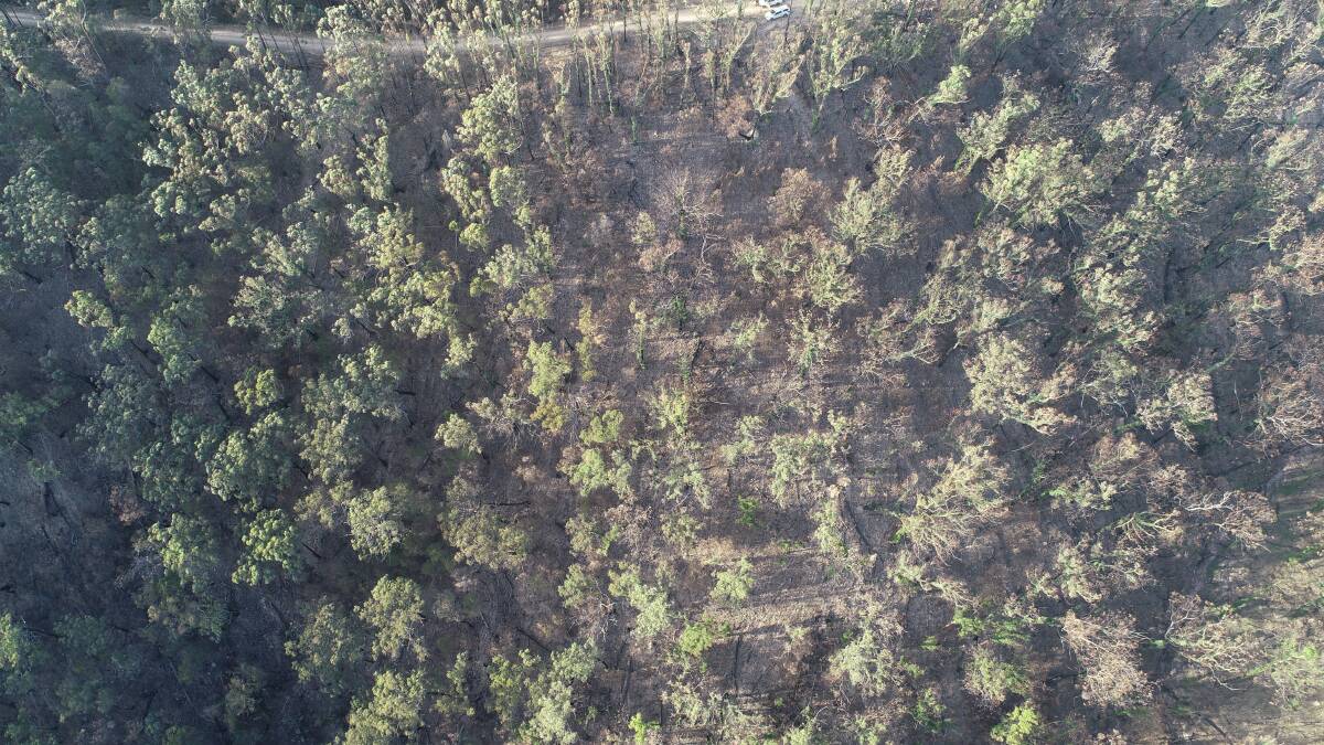 TERRAIN: A drone image of koala terrain at Little Sugarloaf Road.