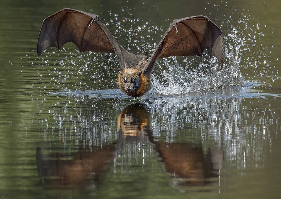 DRINK: Elizabeth Howell's picture of a flying fox quenching its thirst will be displayed at Animals in the Wild at Bodalla this weekend.