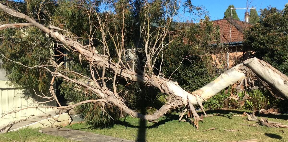 WIND FALL: Batemans Bay SES responded when this tree came down in a yard at Dolphin Avenue, Batemans Bay in Tuesday's wild winds. 