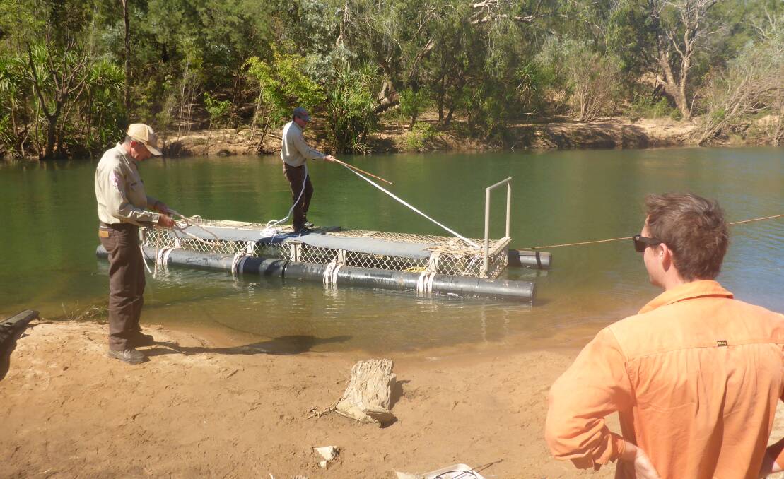 At Taylors Park boat ramp yesterday, four Quintis workers helped the rangers pull in the saltie from the trap. 