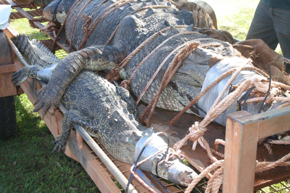 The monster croc is said to be over 60 years old, and has been the alpha male in the area for years. 