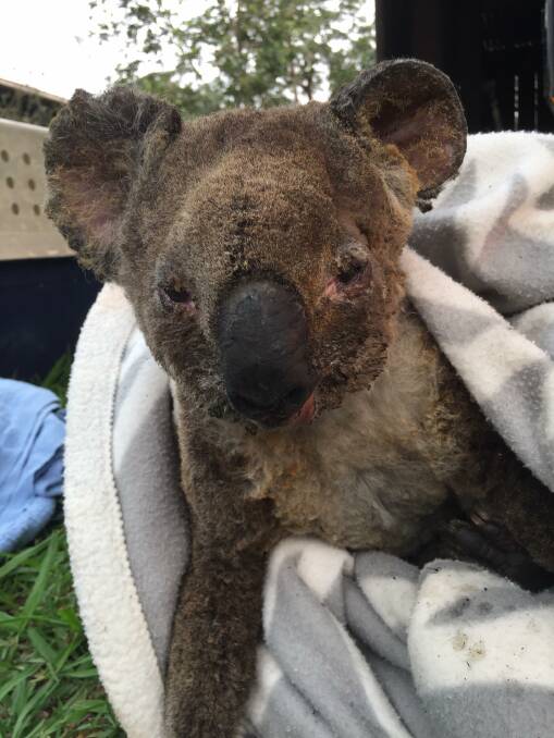 The badly burnt koala rescued by Darrell Halliday is recovering in the care of the Port Macquarie Koala Hospital. Photo: Supplied
