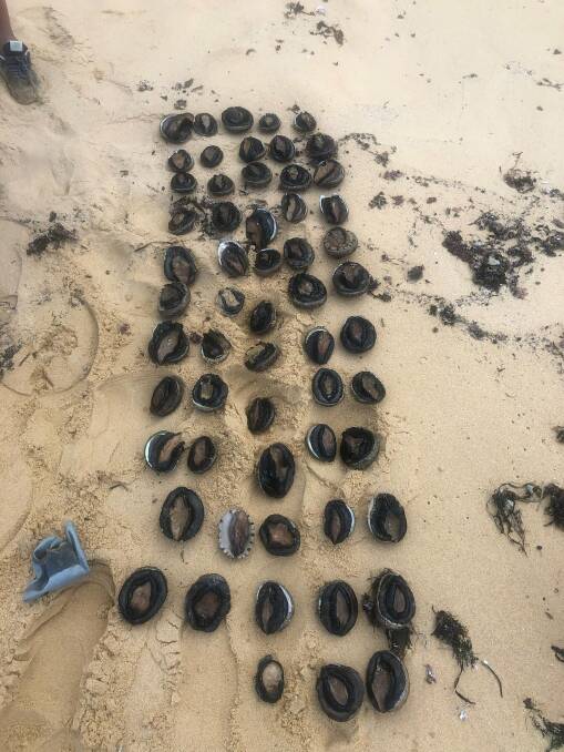 Some of the 185 abalone found when four people were apprehended near Tathra by Fisheries officers. 58 were alive and returned to the water.