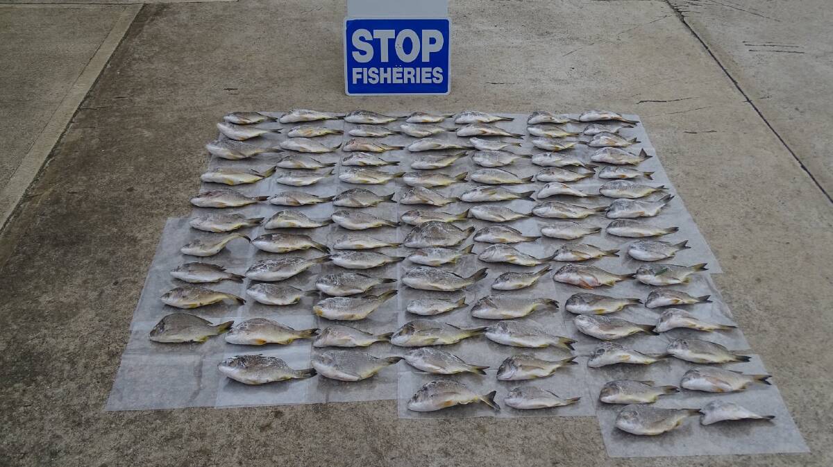 A haul of yellowtail bream seized in Merimbula by DPI Fisheries officers.