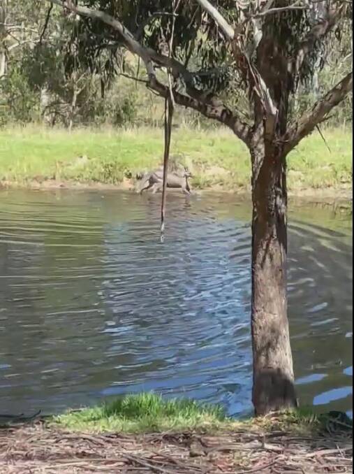 A kangaroo enjoys a refreshing dip at Wolumla as temperatures soared to near 40C on Monday, January 25.