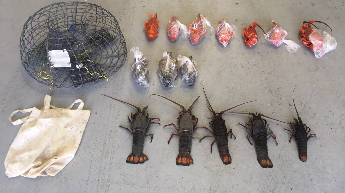 15 lobsters seized by DPI Fisheries.