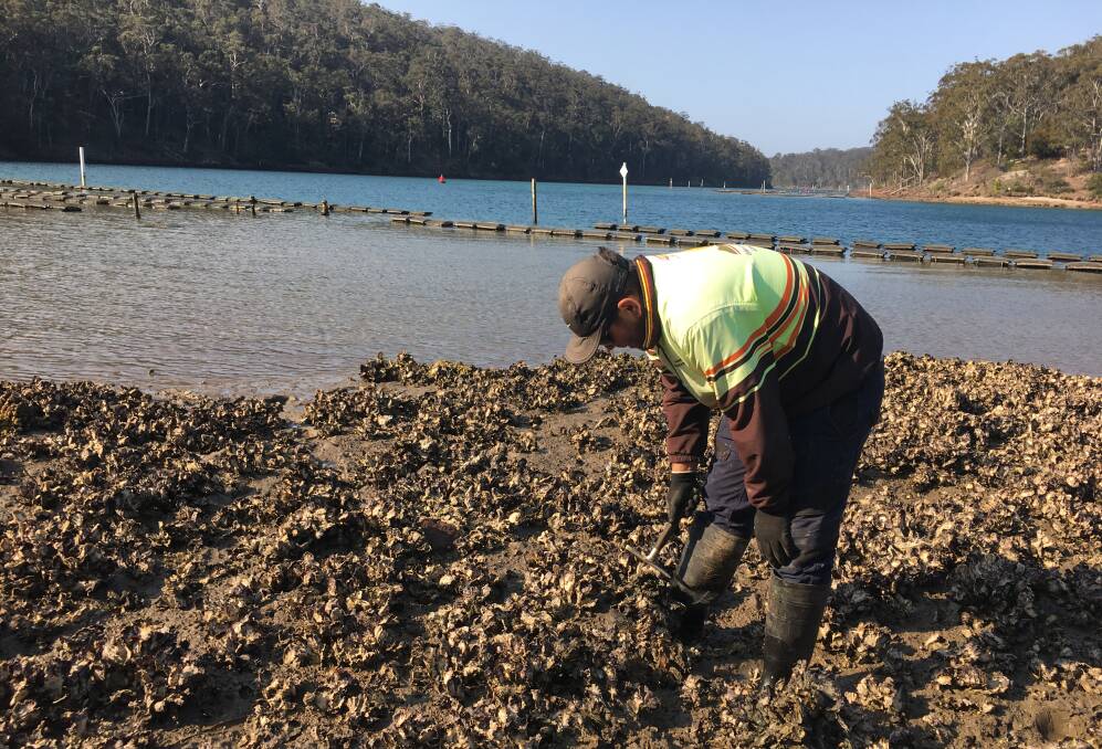 Reduce numbers: Land Council and oyster farmers chose to concentrate on the mud flat area of the lake this year before the spawning season begins.