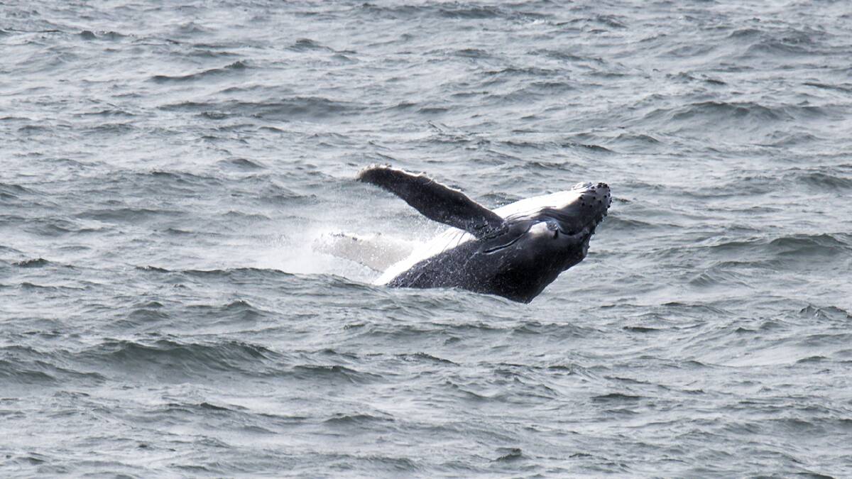 A humpback whale calf torpedoes in the air. Photo: Maree Jackson of Ocean View Photography. 