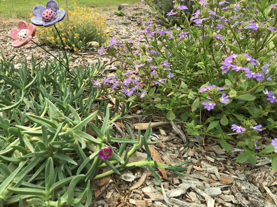 Living, fleshy green groundcovers such as pigface (front) or Scaevola (back) look great, are drought tolerant and fire ready, providing native birds and animals with a safe haven and food. Picture: Supplied. 