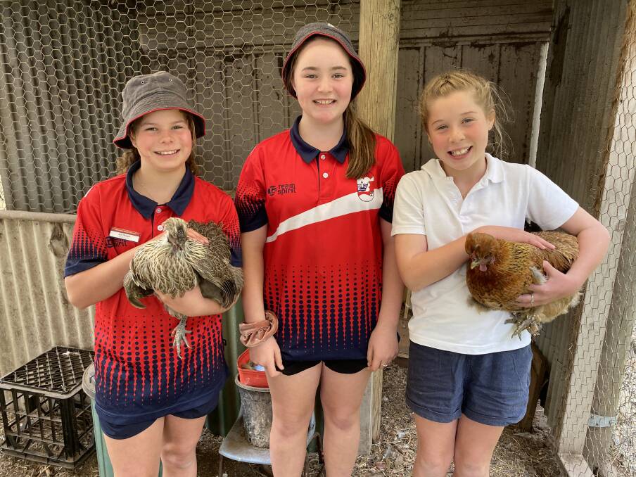 Pictured is Narooma Public School students Ali Guseli, Marli Clark and Taylah Noonan, who enjoy looking after their schools chicken coop.