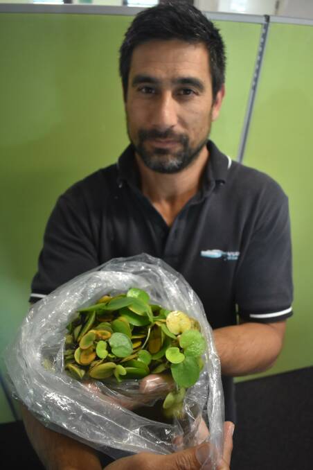Eurobodalla Councils invasive species supervisor Paul Martin thwarted an attempt to distribute a potentially devastating aquatic weed, Amazon frogbit, in 2018, when it was discovered being traded on Facebook buy swap sell sites. 
