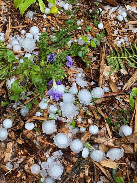 Connell Jae captured the size of the hail which fell at Nerrigundah on Saturday, December 26.