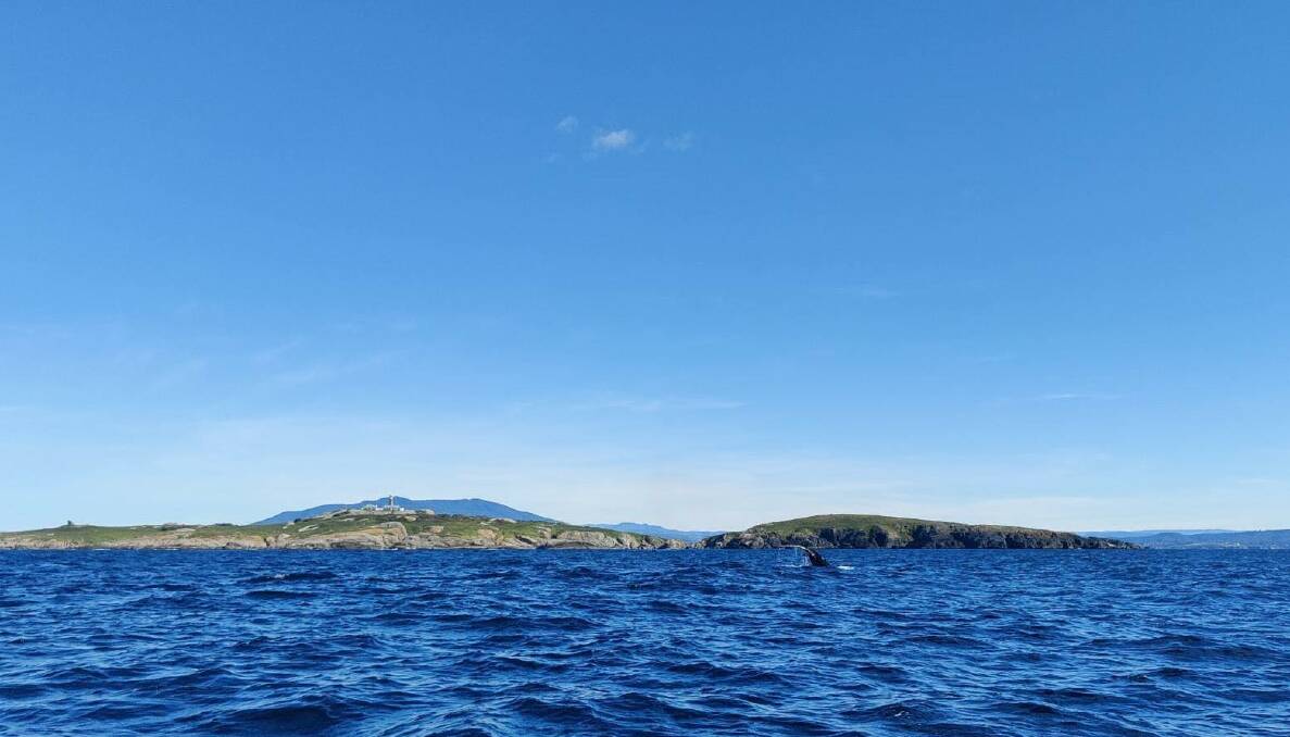 Conditions were so flat on Sunday, Underwater Safaris were able to get a view of breaching whales from the eastern side of Montague Island.