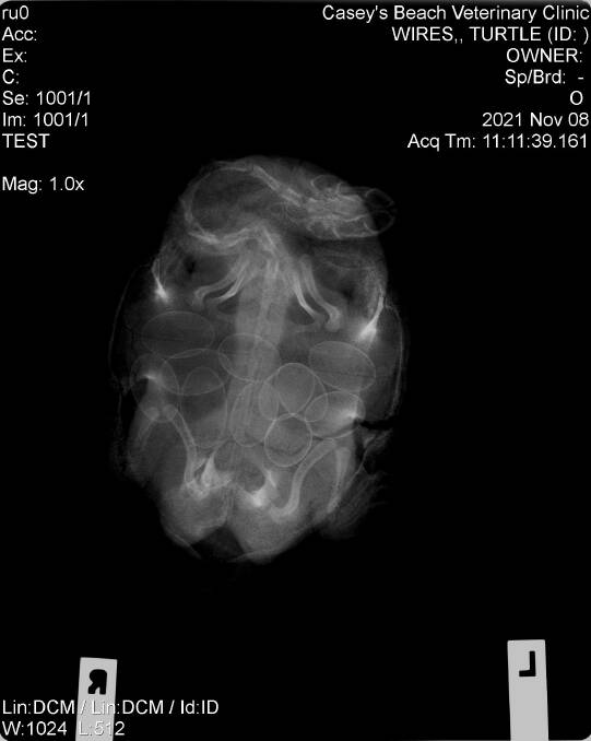 An Xray of the turtle shows the extent of the crack but also the 11 eggs waiting to be laid. Photo: Casey's Beach Vet Clinic.
