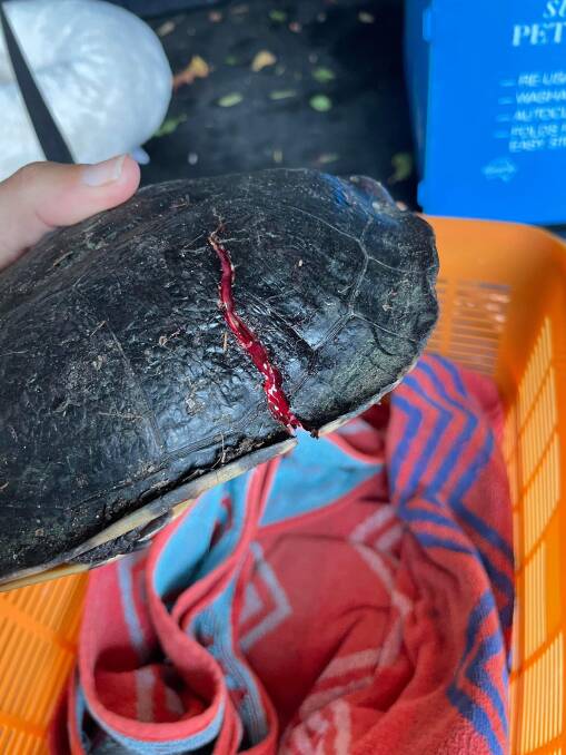 The injured turtle on the way to the vet. Photo: Sandy Collins.