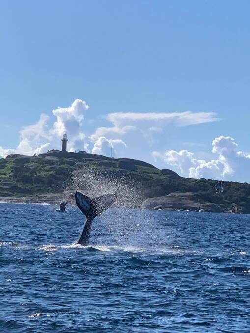 A whale slaps its tail near Montague Island on Sunday, June 6. Picture: Michelle and Bill Baillie. 