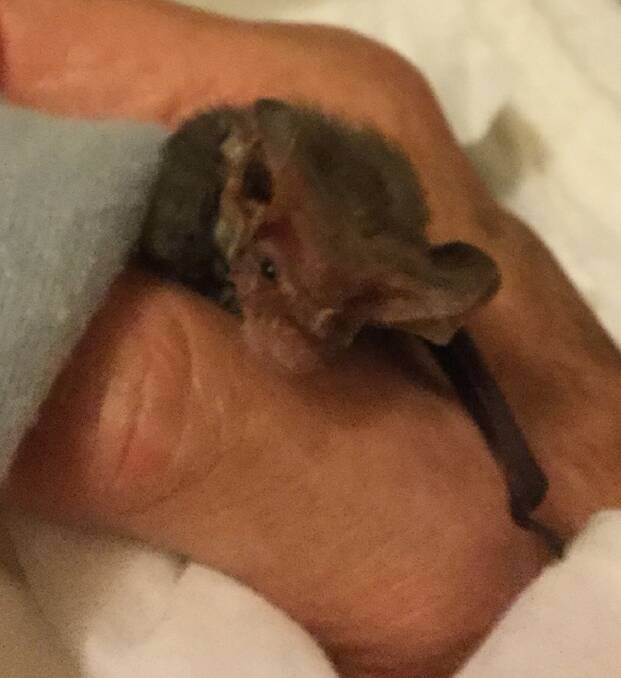 Stevie the microbat was rescued and is being cared for by a Wires volunteer.