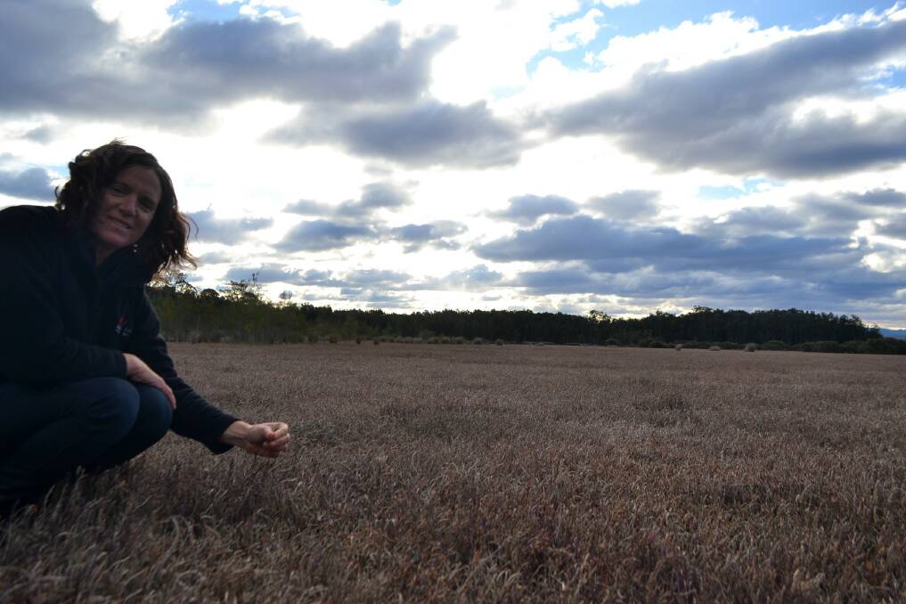 Sonia Bazzacco of South East Local Land Services at a Moruya saltmarsh. 