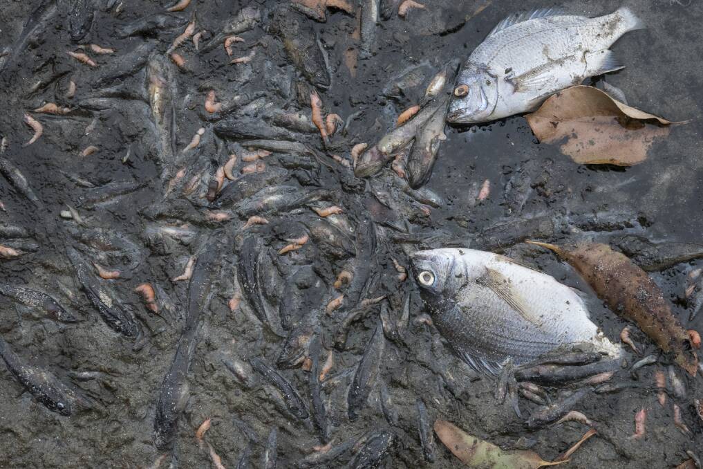 Dead bream among other fish species begin to decay at Meringo.