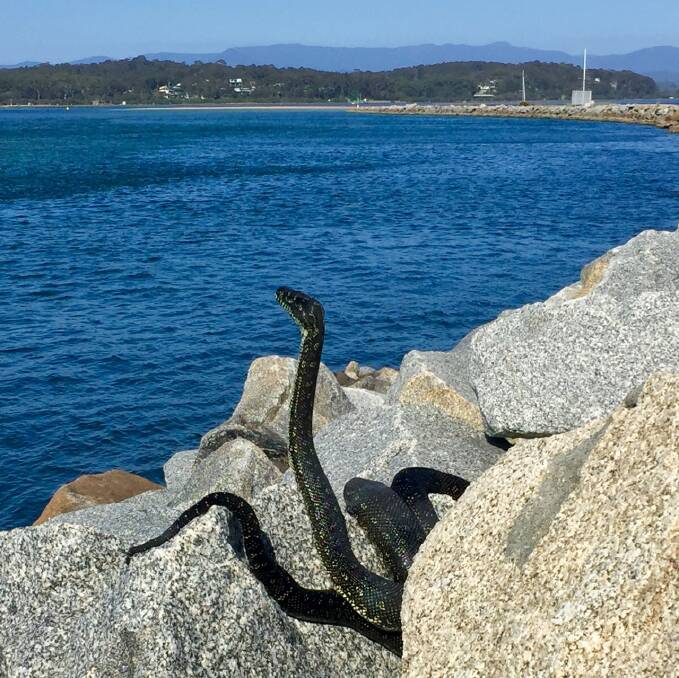 When the ‘log’ on the breakwall is actually a snake