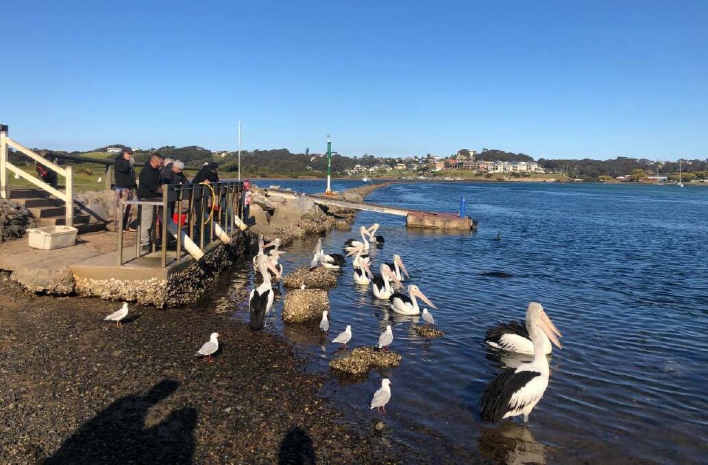 The boat ramp at Apex Park Narooma is usually a busy spot for recreational fishers who fillet their catch. 