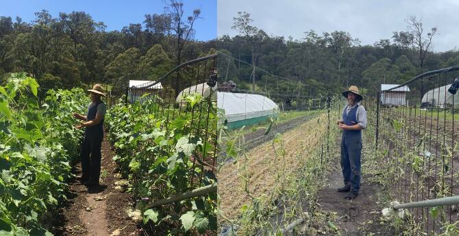 BEFORE AND AFTER: At left, Fraser Bayley of Old Mill Road BioFarm checks out a healthy cucumber crop, one week later the same crop destroyed (pictured at right). 