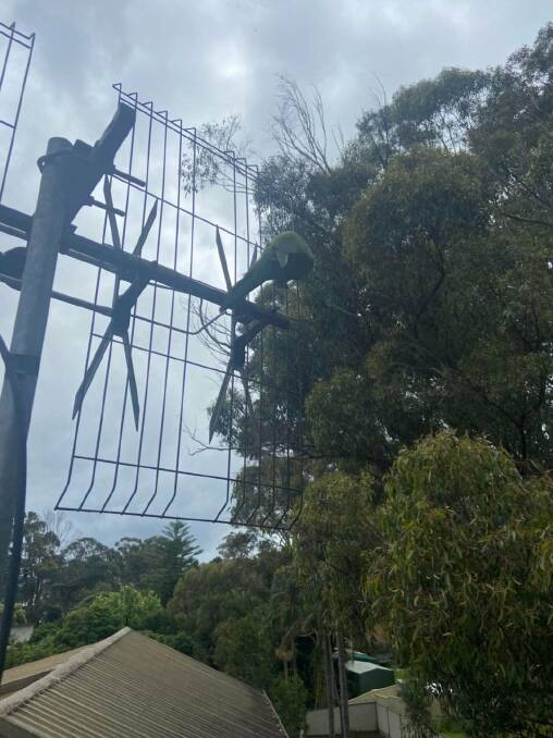 The lorikeet made plenty of noise as its rescuers freed it from the antenna. Image: Batemans Bay Fire and Rescue Facebook. 
