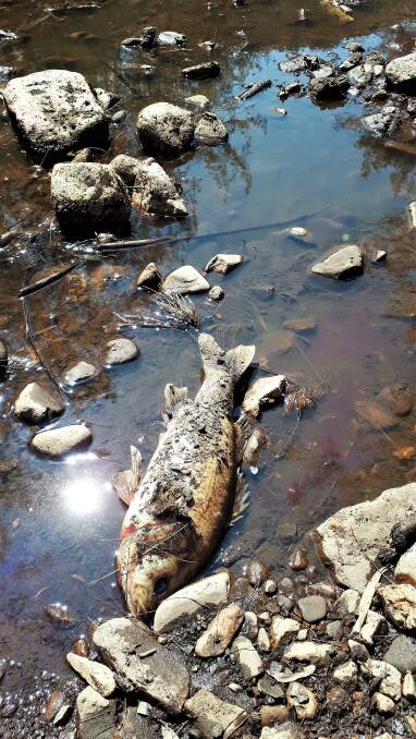 A full size Australian bass were found dead during a recent survey of bushfire impact on the Deua River.