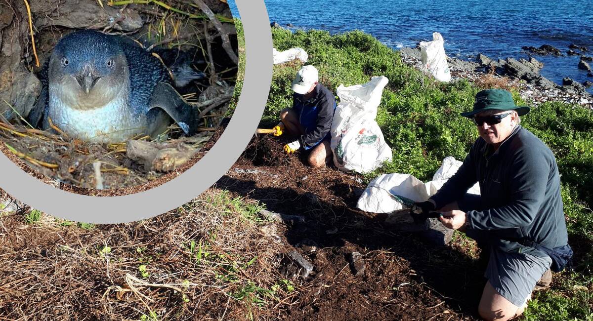 Landcare volunteers help with weed control to help improve Little Penguin's habitat on Snapper Island, just off the coast of Batemans Bay. Image: Eurobodalla Shire Council.