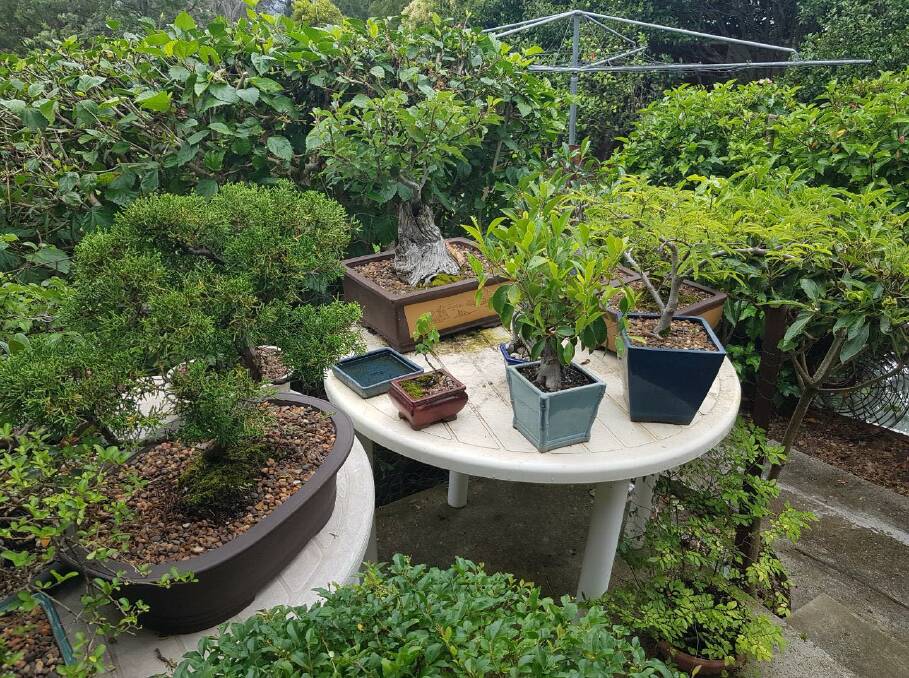 Peter Vine's meditation station: A bonsai collection at his Moruya home. 