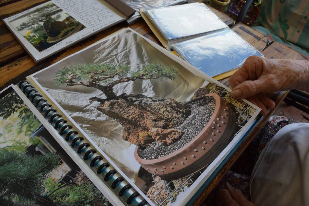 The new owner of the Scots Pine bonsai keeps in touch with Maureen, sending photos through Facebook which she prints out and keeps in an album.