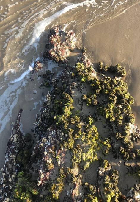 A woman holidaying from Chile slipped on moss covered rocks at Bawley Point. Image: File image. 