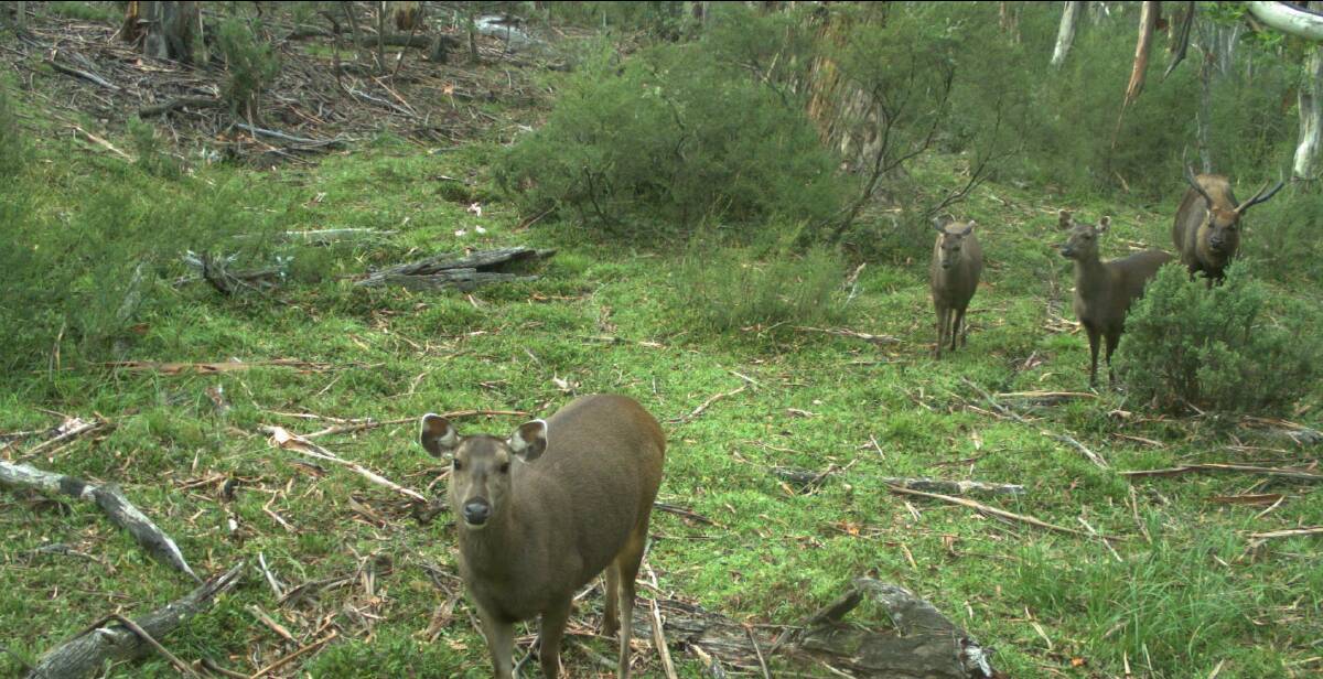 Next step: South East Local Land Services will work with landowners to capture, collar and release deer as part of a Far South Coast management plan. Picture: Supplied.