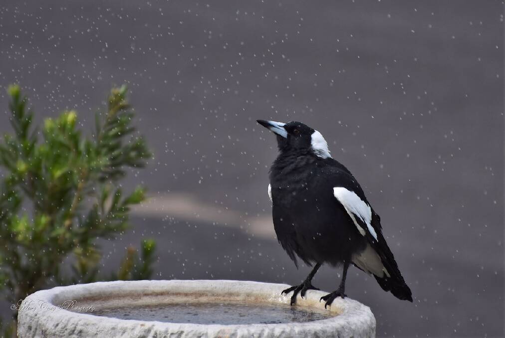 Marg Craig, of Tuross Head, took this photo of a magpie 'savouring the moment' in her front yard. Picture: Marg Craig Photography.